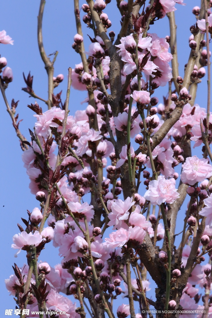 碧桃花