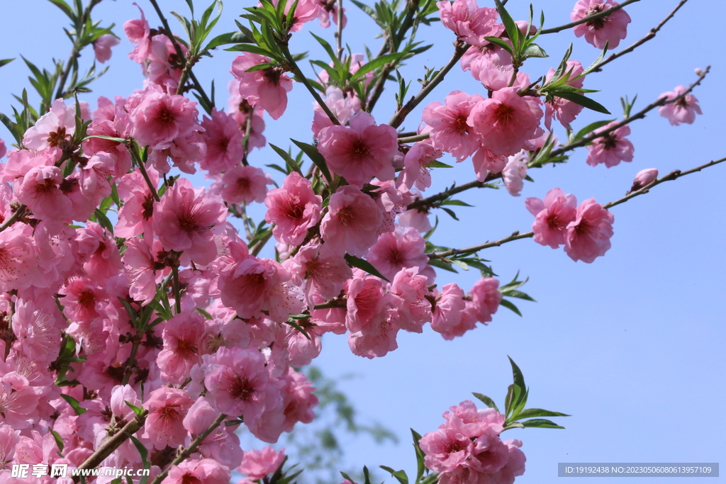 碧桃花