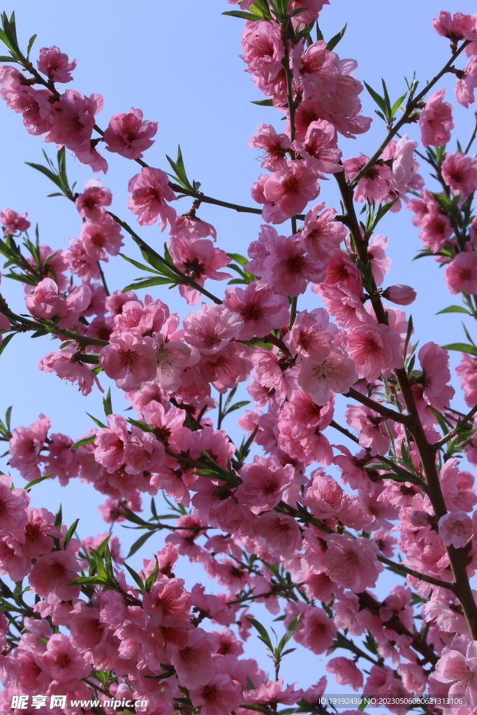 碧桃花 