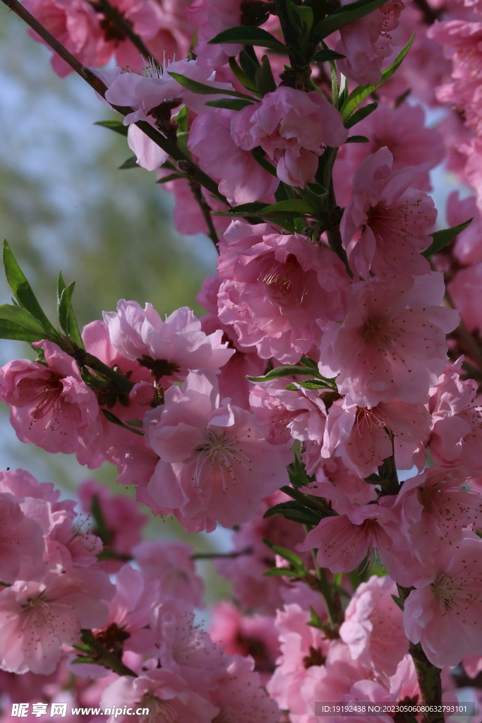 碧桃花 