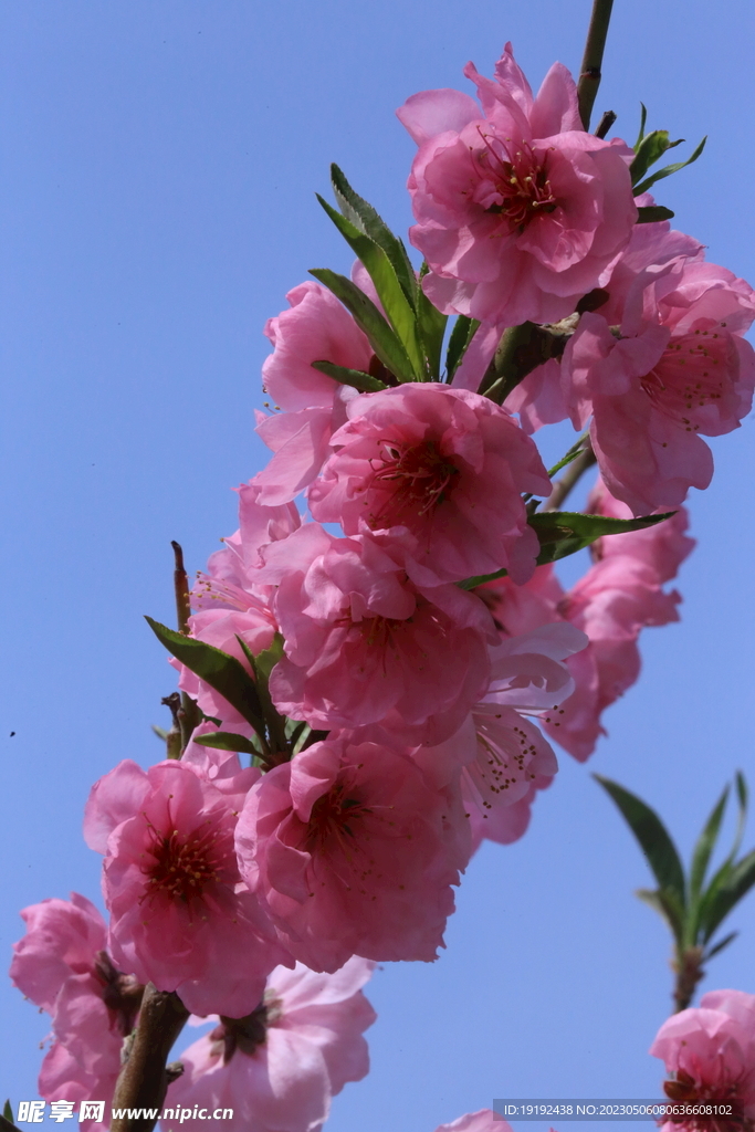 碧桃花 