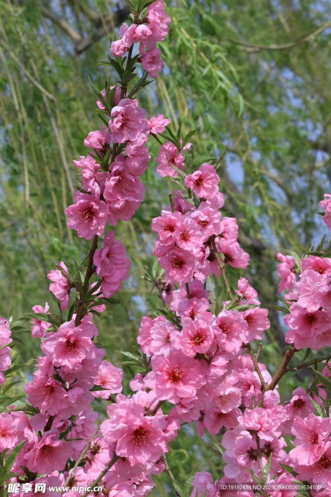 碧桃花