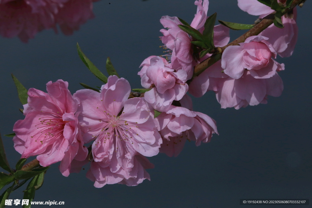 碧桃花 