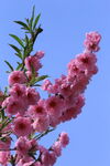 碧桃花 