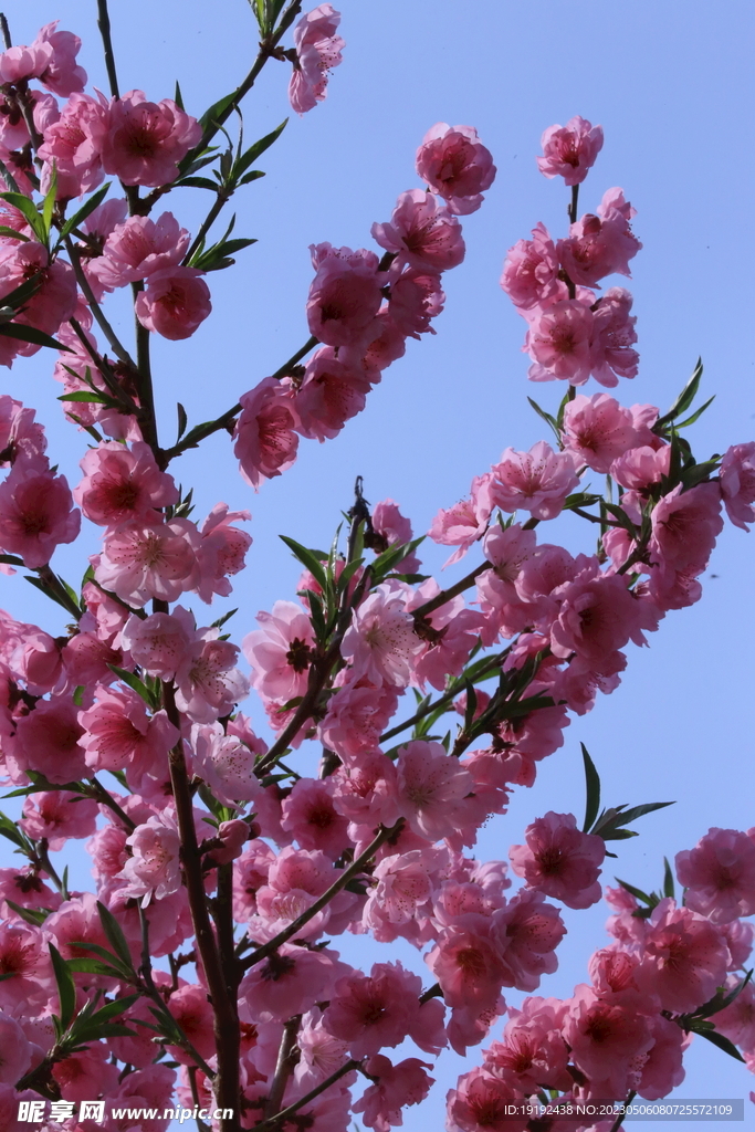 碧桃花 