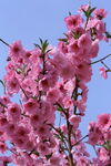 碧桃花 