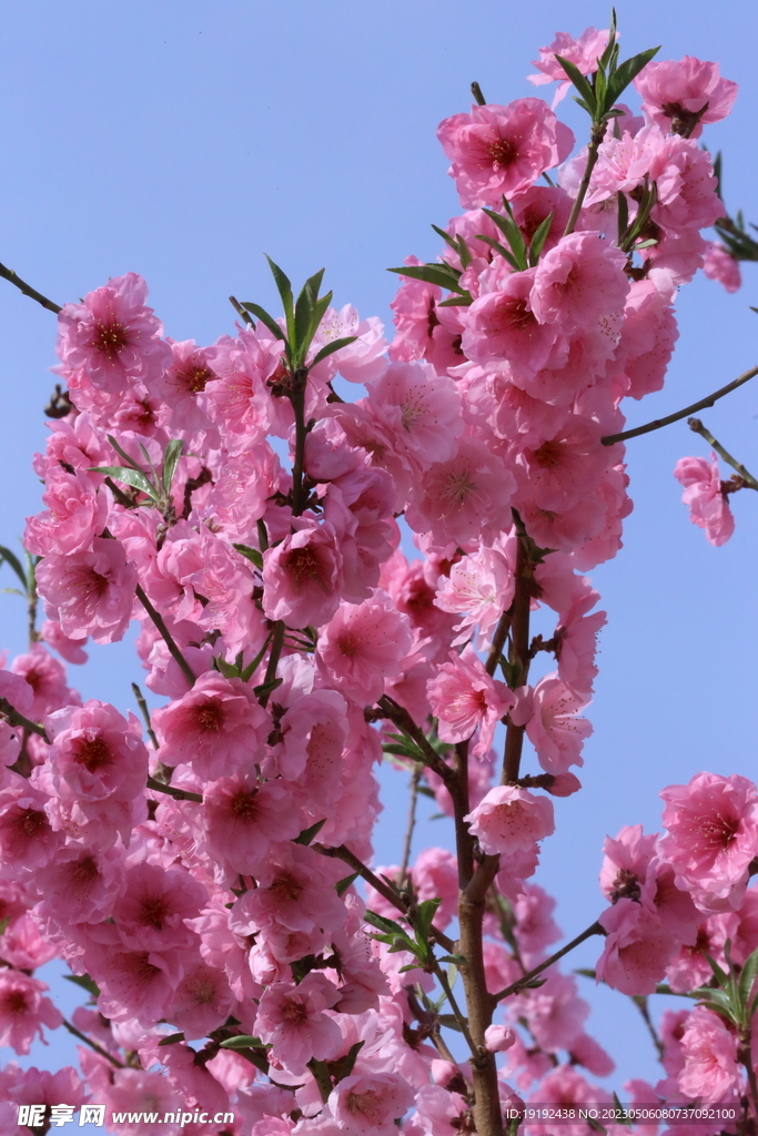 碧桃花 