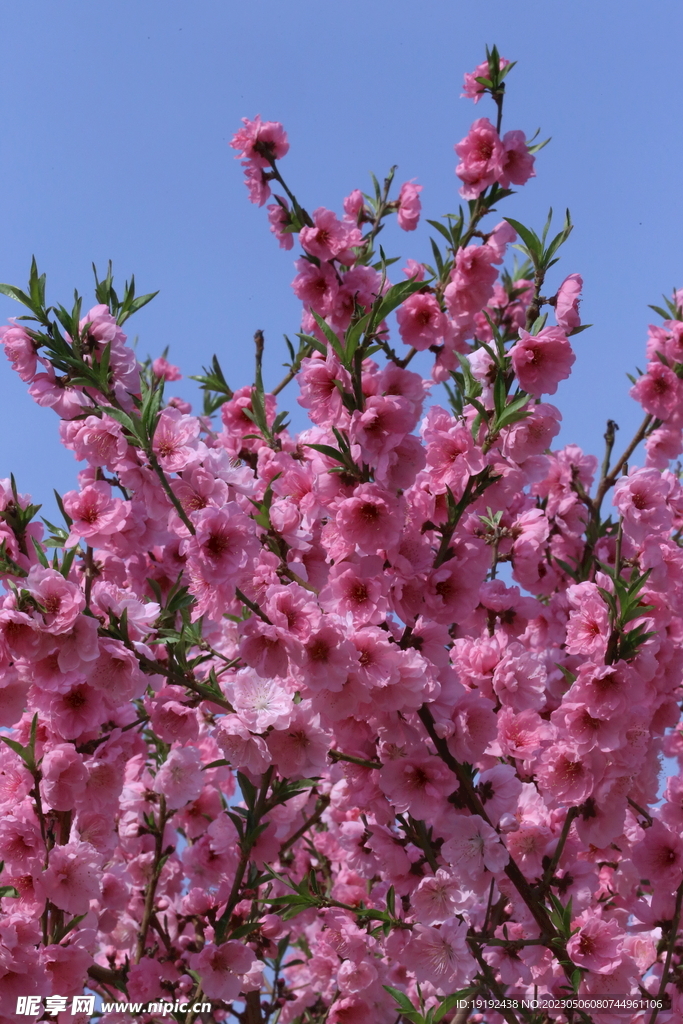 碧桃花 