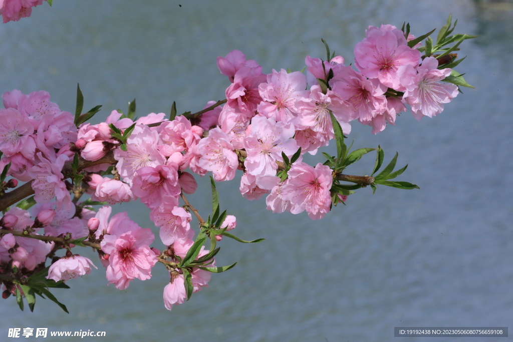 碧桃花