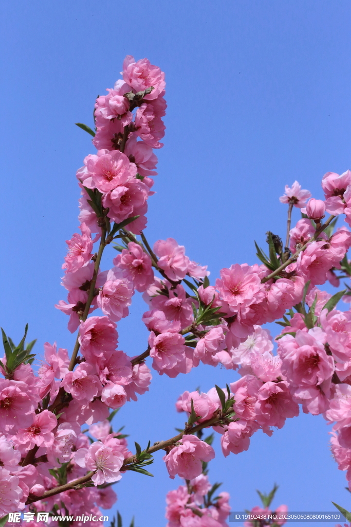 碧桃花