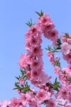 碧桃花