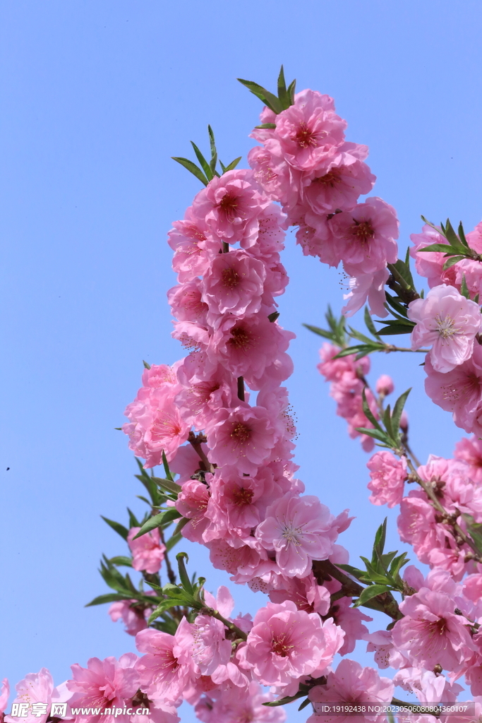 碧桃花