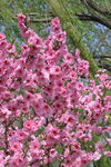 碧桃花