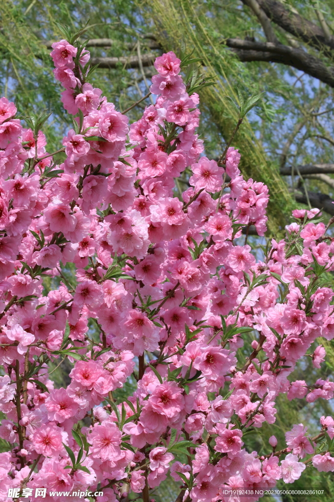 碧桃花