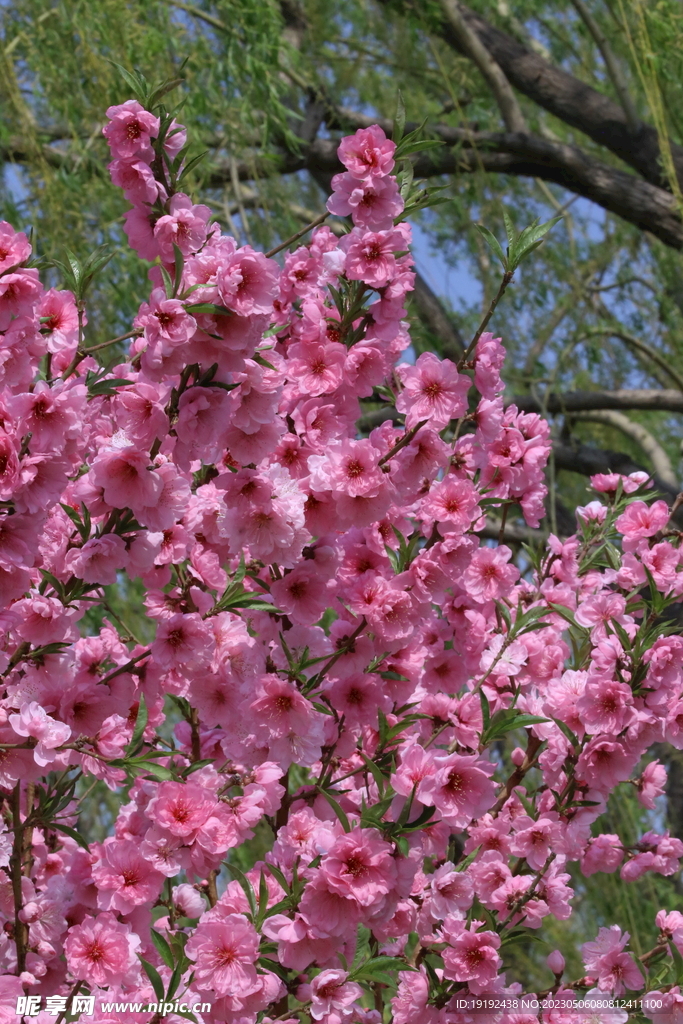 碧桃花 