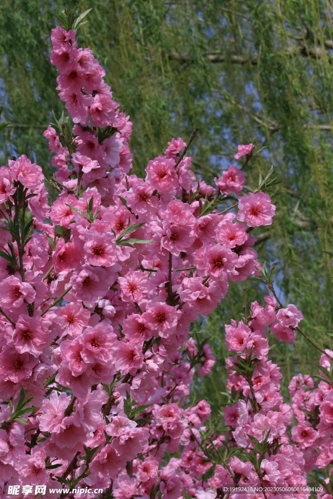 碧桃花 