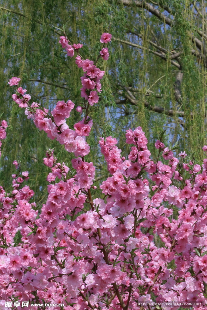 碧桃花
