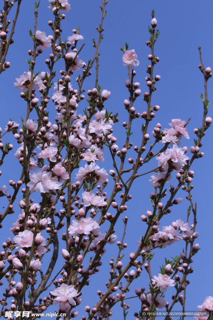 碧桃花 