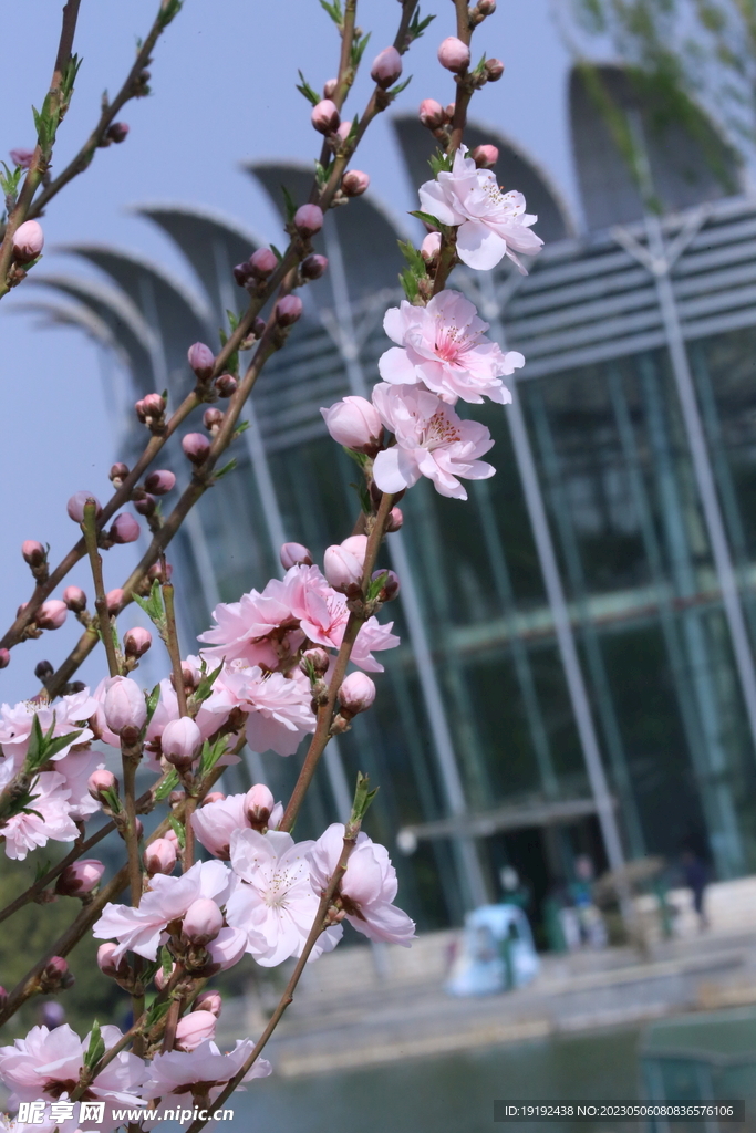 碧桃花 
