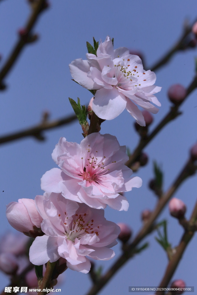 碧桃花 