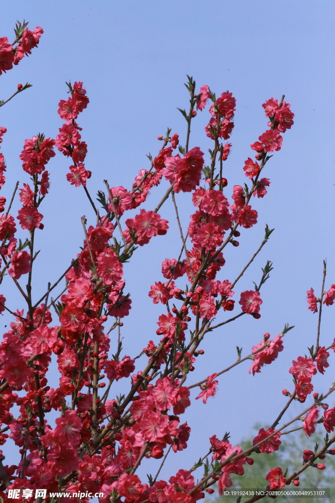 碧桃花