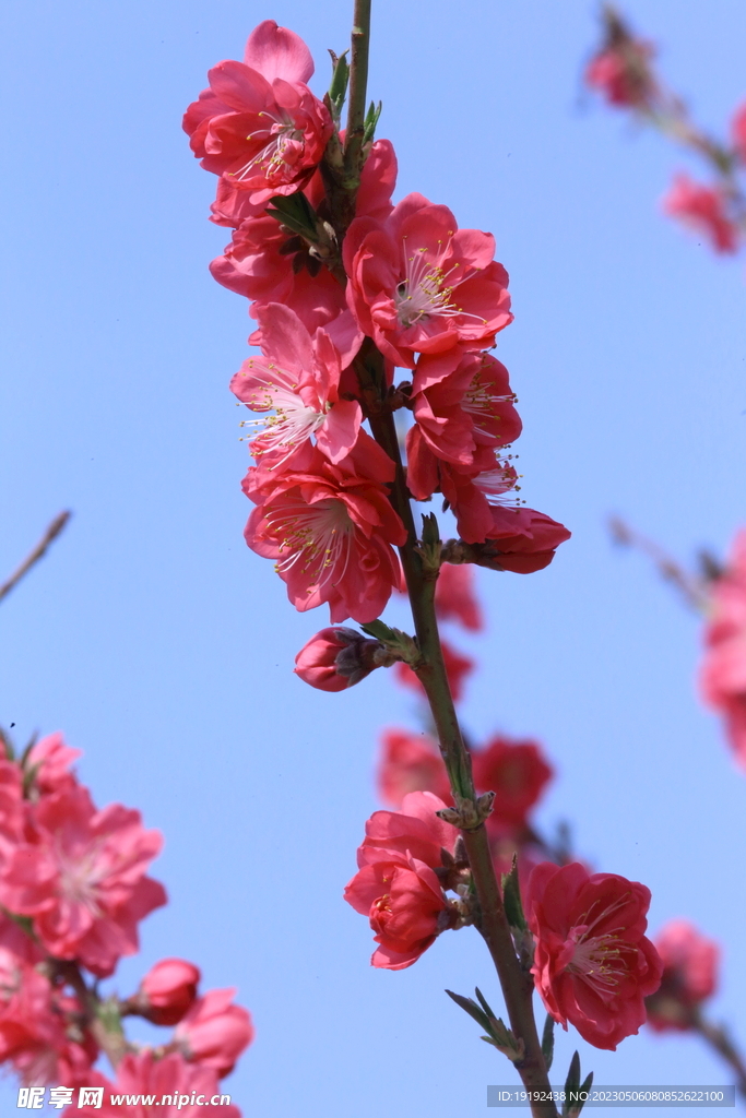 碧桃花