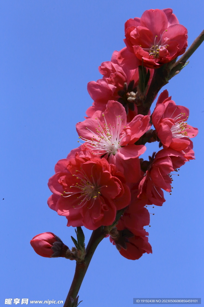 碧桃花 