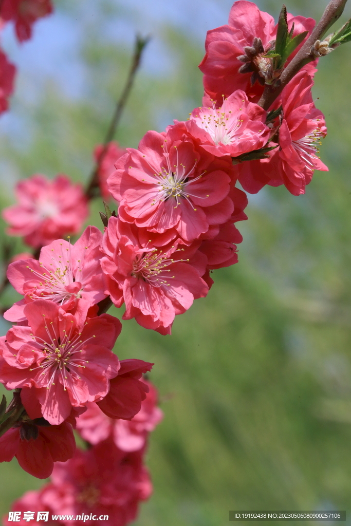 碧桃花