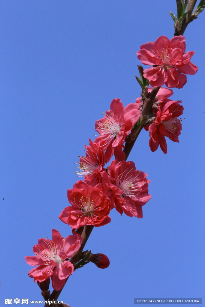 碧桃花 