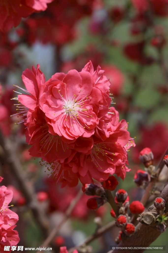 碧桃花 