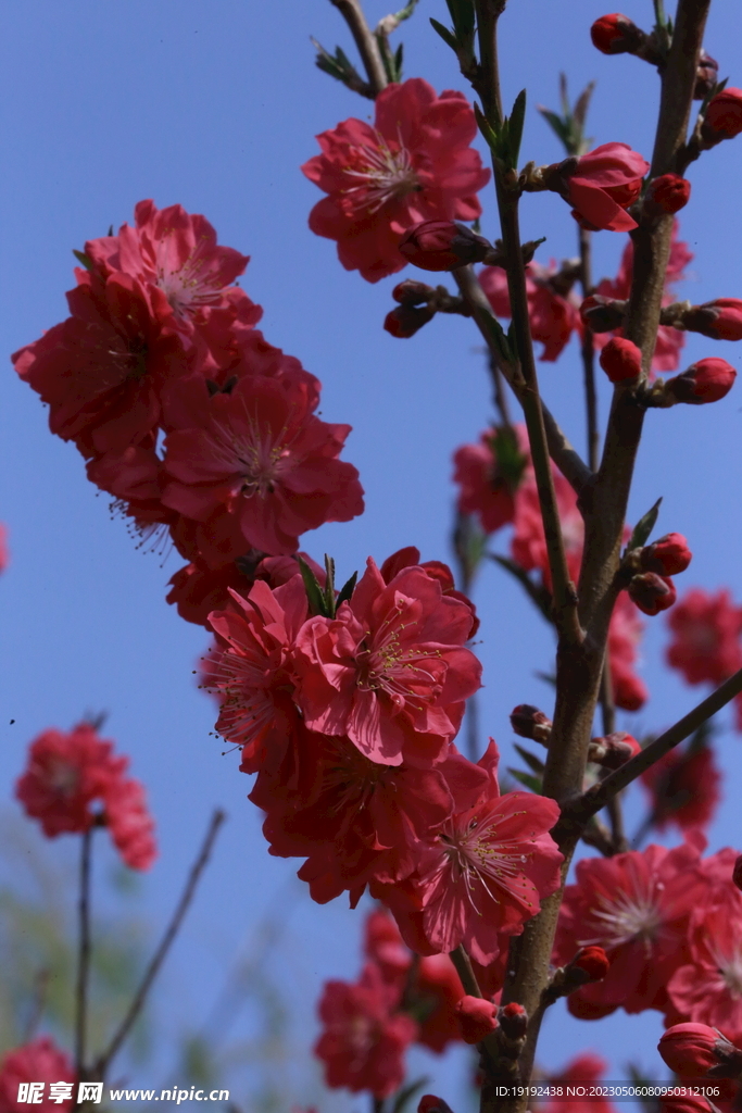 碧桃花