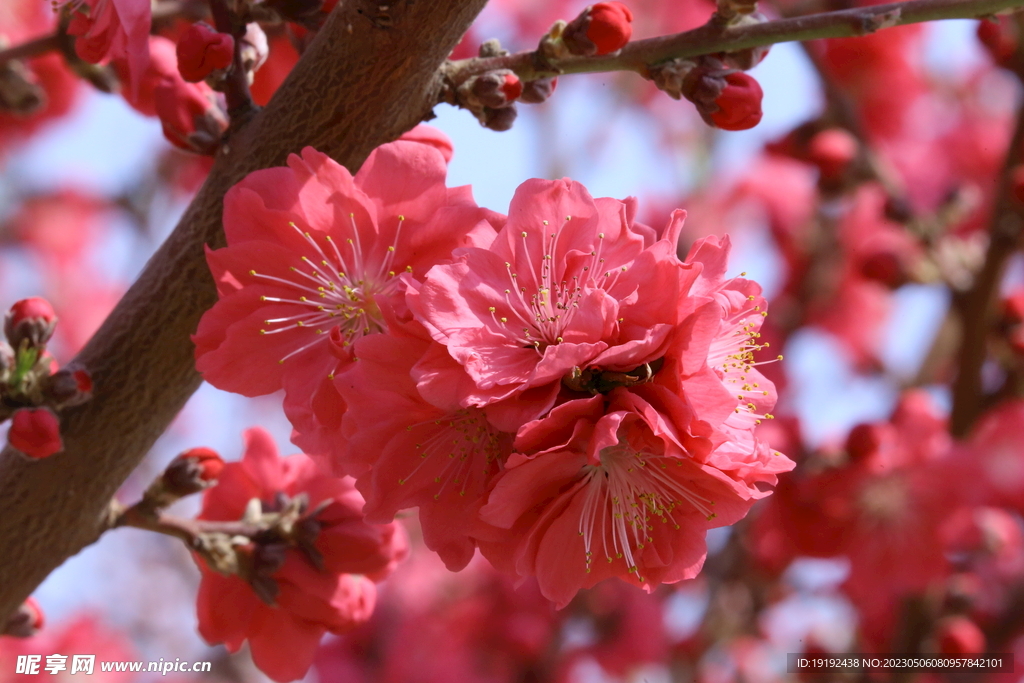 碧桃花 