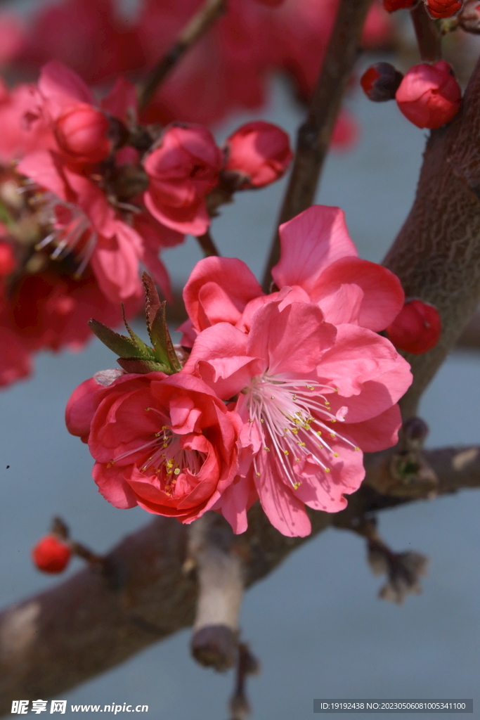 碧桃花