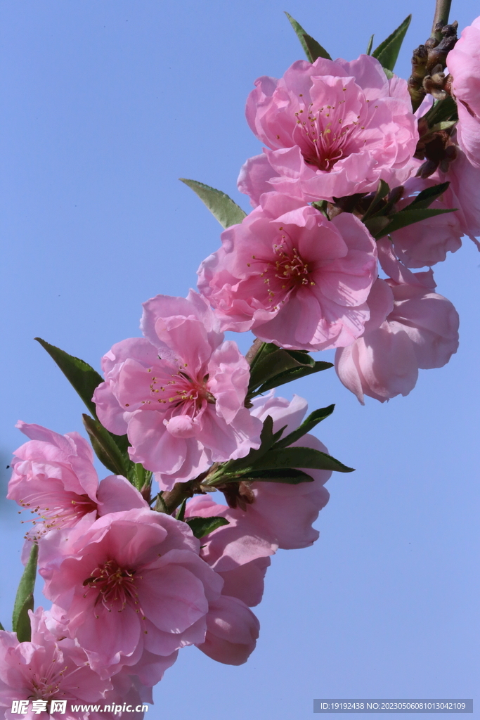 碧桃花