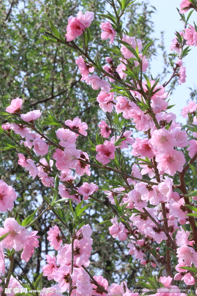 碧桃花