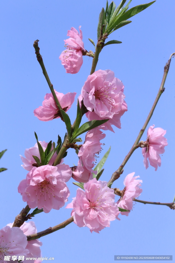 碧桃花 
