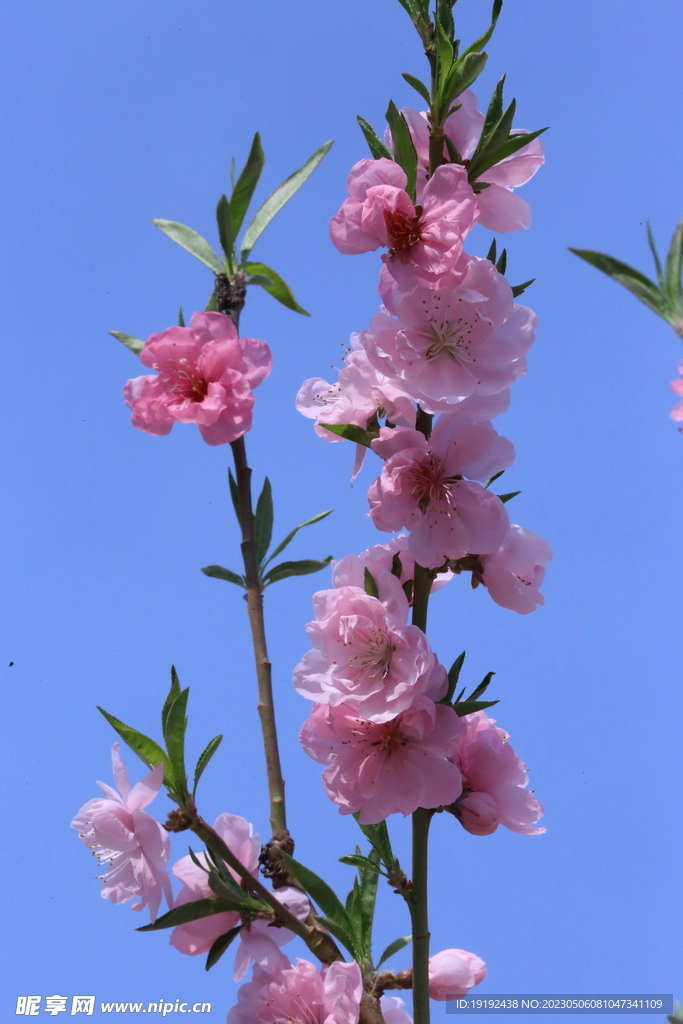 碧桃花