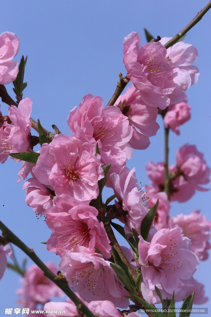 碧桃花