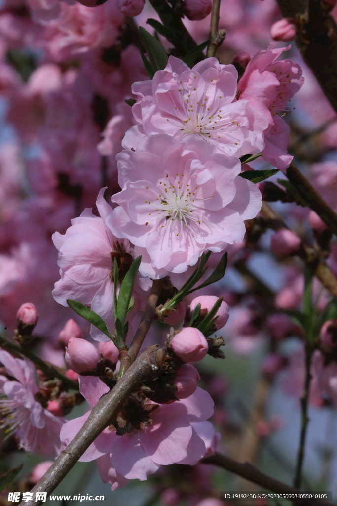 碧桃花