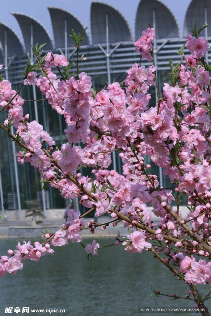 碧桃花