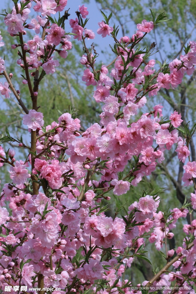 碧桃花 
