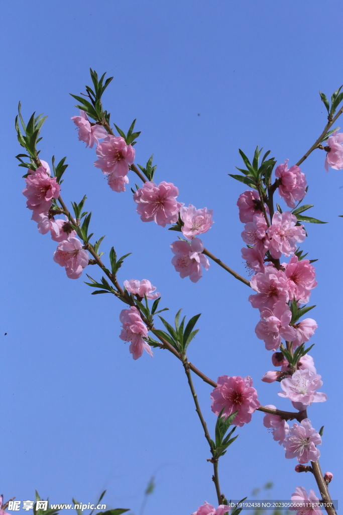 碧桃花