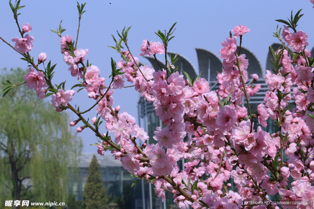 碧桃花 