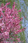 碧桃花 