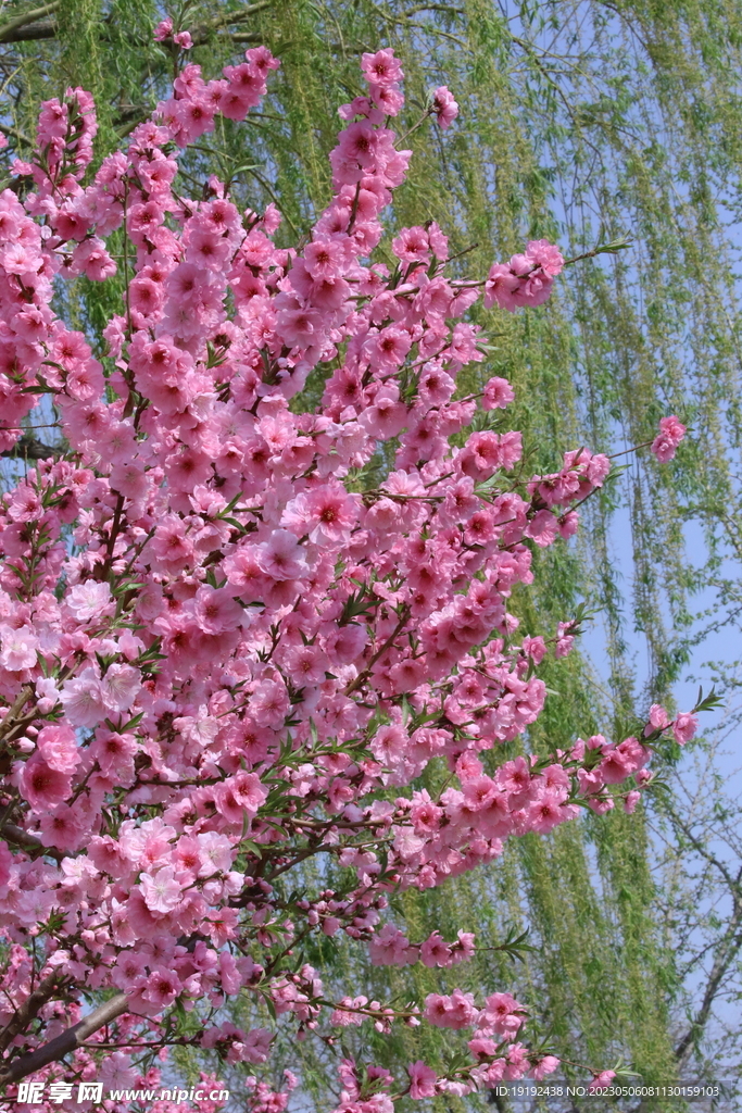 碧桃花 