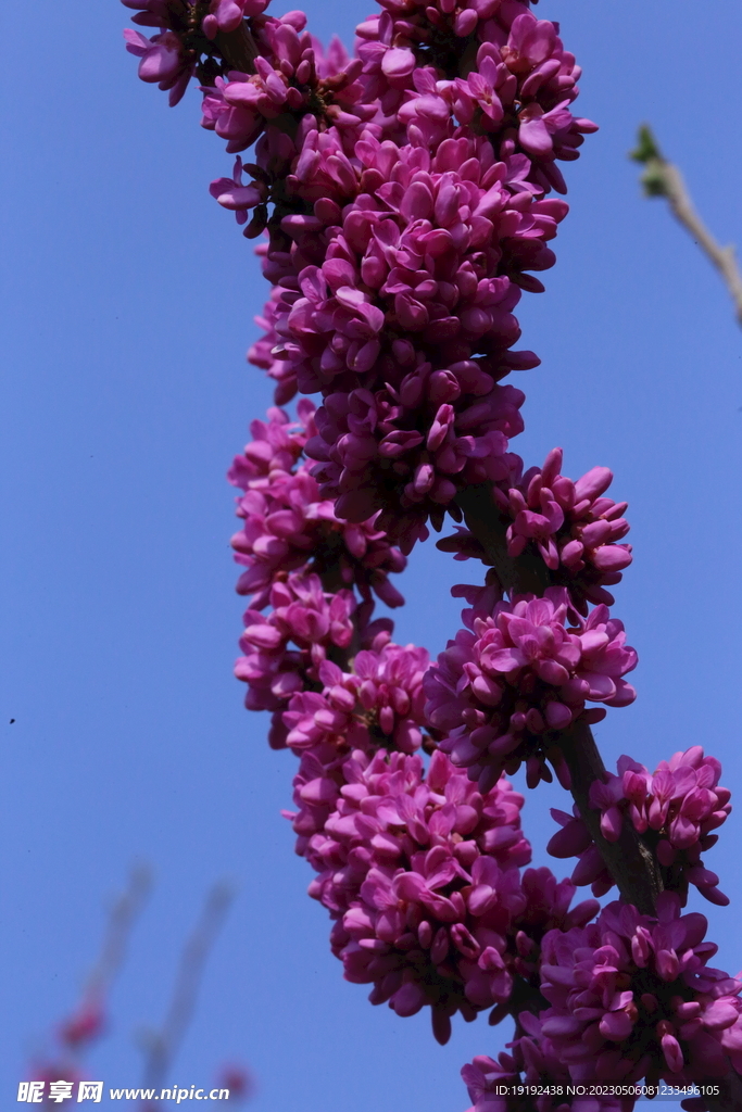 紫荆花 