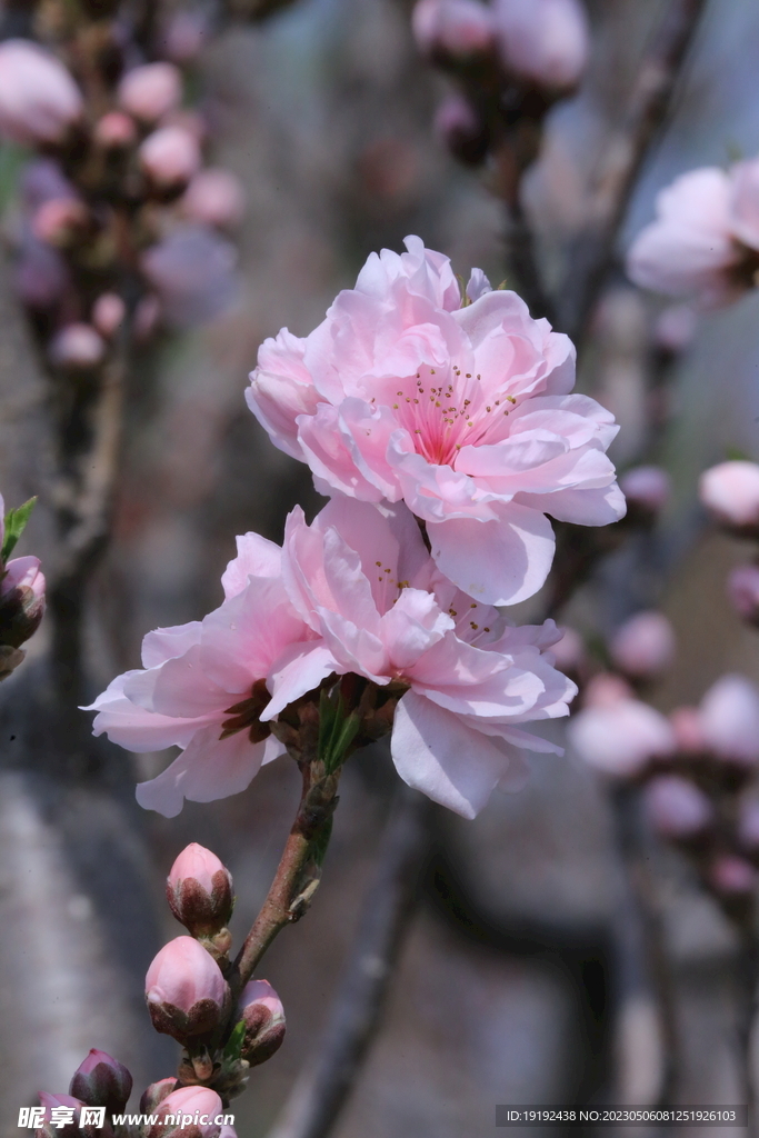 碧桃花 