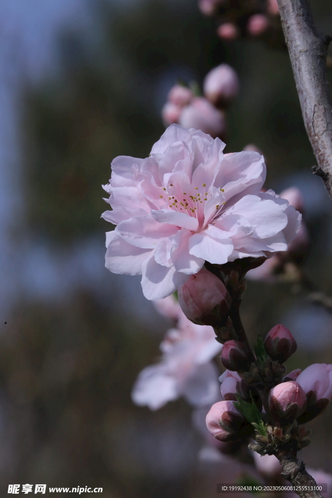 碧桃花 