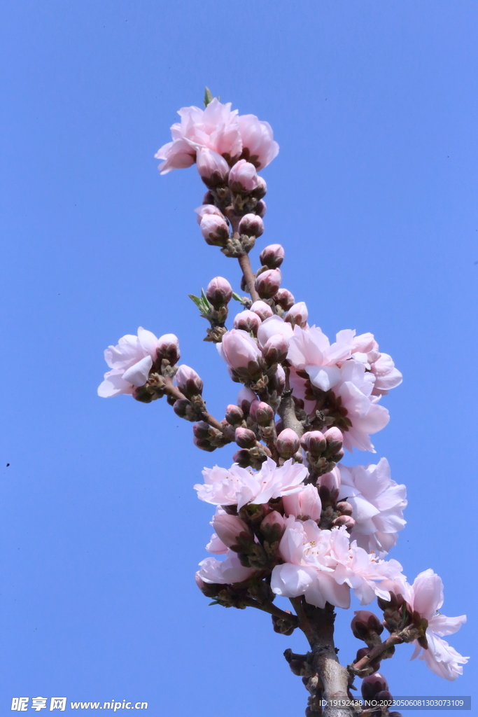碧桃花