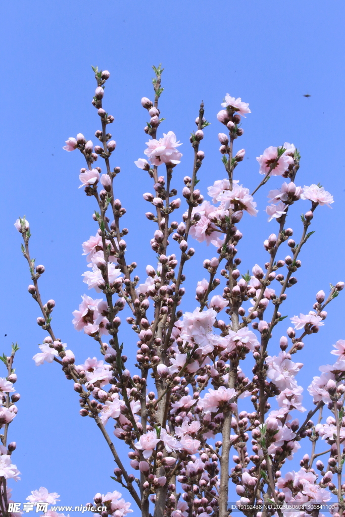 碧桃花 